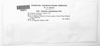 Entyloma compositarum image